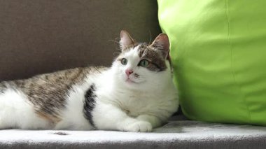 Kedi yastıkların arasında dinleniyor. Ev, evde kedi hayatı. Evcil hayvan balkonda güneşin tadını çıkarıyor. Mutlu kedi konsepti. Shorthair evcil kedisi özel bir cins değil