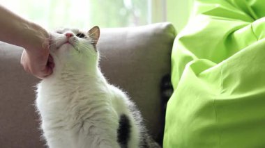 Kedi yastıkların arasında dinleniyor. Ev, evde kedi hayatı. Evcil hayvan balkonda güneşin tadını çıkarıyor. Mutlu kedi konsepti. Shorthair evcil kedisi özel bir cins değil