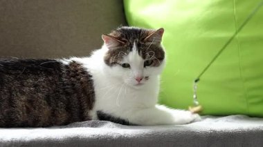 Kedi yastıkların arasında dinleniyor. Ev, evde kedi hayatı. Evcil hayvan balkonda güneşin tadını çıkarıyor. Mutlu kedi konsepti. Shorthair evcil kedisi özel bir cins değil