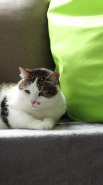 Kedi yastıkların arasında dinleniyor. Ev, evde kedi hayatı. Evcil hayvan balkonda güneşin tadını çıkarıyor. Mutlu kedi konsepti. Shorthair evcil kedisi özel bir cins değil