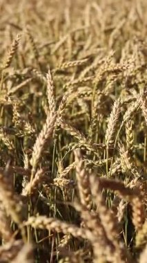 Buğday kulakları yakın plan. Seçici odaklı buğday tarlası. Tarım. Tahıl hasat konsepti, tarla. Doğa geçmişi. Yaz tarlası, yakın plan. Altın kulaklar hafif rüzgarda sallanıyor. Tarım alanı