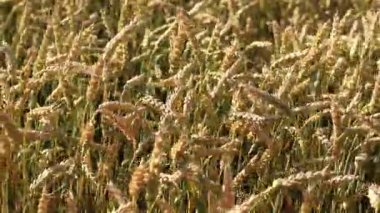 Buğday kulakları yakın plan. Seçici odaklı buğday tarlası. Tarım. Tahıl hasat konsepti, tarla. Doğa geçmişi. Yaz tarlası, yakın plan. Altın kulaklar hafif rüzgarda sallanıyor. Tarım alanı