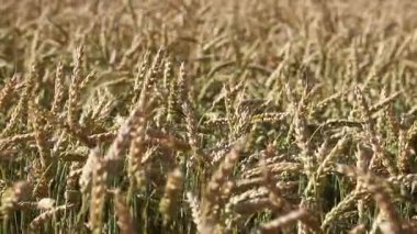 Buğday kulakları yakın plan. Seçici odaklı buğday tarlası. Tarım. Tahıl hasat konsepti, tarla. Doğa geçmişi. Yaz tarlası, yakın plan. Altın kulaklar hafif rüzgarda sallanıyor. Tarım alanı