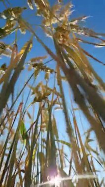 Aşağıdan buğday kulakları, gökyüzüne karşı kulaklar. Tarım. Doğa geçmişi. Çiftçi tarlasında buğday yetiştiriyorum. Kamera buğdayı yerden yukarıya doğru çeker.