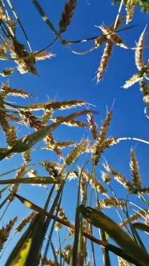 Aşağıdan buğday kulakları, gökyüzüne karşı kulaklar. Tarım. Doğa geçmişi. Çiftçi tarlasında buğday yetiştiriyorum. Kamera buğdayı yerden yukarıya doğru çeker.
