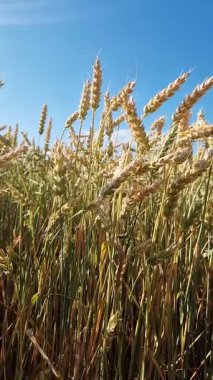 Aşağıdan buğday kulakları, gökyüzüne karşı kulaklar. Tarım. Doğa geçmişi. Çiftçi tarlasında buğday yetiştiriyorum. Kamera buğdayı yerden yukarıya doğru çeker.