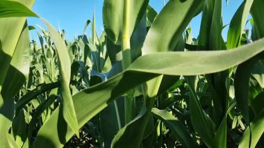 Uzun yeşil mısır. Yeşil mısır tarlasının yavaş çekim videosu. Seçici odaklanma. Tarım. Çiftçi tarlasında mısır yetiştirmek. Rüzgarda sallanan bitkiler. Doğa, yaz arkaplanı