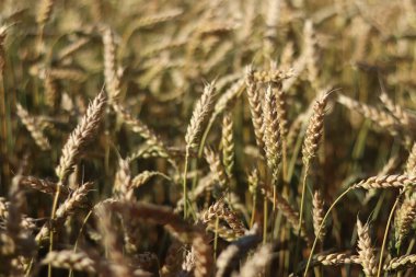 Seçici odaklı buğday tarlası. Tarım. Buğday kulakları yakın plan. Tahıl hasat konsepti, tarla. Doğa geçmişi. Yaz tarlası, yakın plan. Altın kulaklar hafif rüzgarda sallanıyor. Tarım alanı