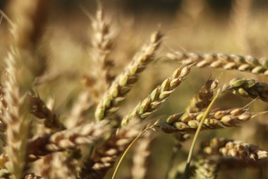 Sahada buğday kulakları var. Tarım konsepti. Doğal doğa geçmişi. Altın buğday tarlası. Seçici odaklı altın buğday kulakları. Hasat et. Doğa arka planı ve bulanık bokeh. Tarım