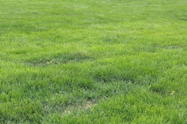 Çimlerin üzerinde yeşil çimenler. Seçici odaklı çimler. Doğa geçmişi. Çimleri budanmış çayır. Yaz dönemi. Çimenlikteki budanmış bitki