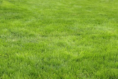Çimlerin üzerinde yeşil çimenler. Seçici odaklı çimler. Doğa geçmişi. Çimleri budanmış çayır. Yaz dönemi. Çimenlikteki budanmış bitki