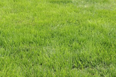 Çimlerin üzerinde yeşil çimenler. Seçici odaklı çimler. Doğa geçmişi. Çimleri budanmış çayır. Yaz dönemi. Çimenlikteki budanmış bitki