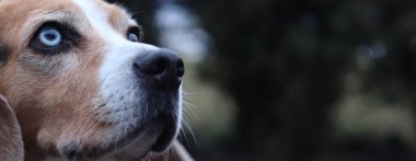 Farklı renkte gözleri olan bir köpeğin portresi. Bir mavi ve bir kahverengi gözlü köpek. Evcil hayvan. Bulanık bir arka planda evcil bir köpeğin yüzünün yakın çekimi. Beagle. Soylu köpek.