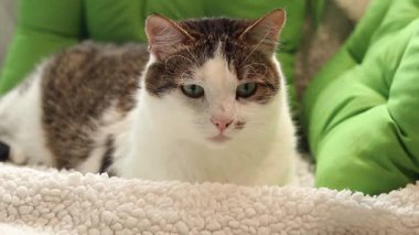Kedi yastıkların arasında yumuşak bir battaniyenin üzerinde dinleniyor. Ev, evde kedi hayatı. Yeşil yastığın yanındaki evcil hayvan. Mutlu kedi kavramı. Özel bir cinsi olmayan kısa saçlı evcil kedi.