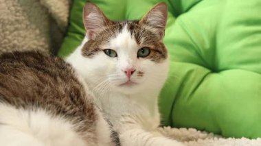 Kedi yastıkların arasında yumuşak bir battaniyenin üzerinde dinleniyor. Ev, evde kedi hayatı. Yeşil yastığın yanındaki evcil hayvan. Mutlu kedi kavramı. Özel bir cinsi olmayan kısa saçlı evcil kedi.