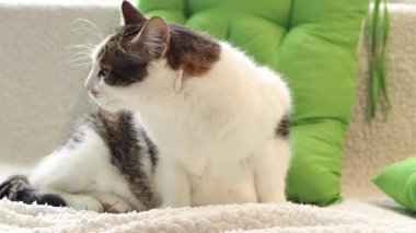 Kedi yastıkların arasında yumuşak bir battaniyenin üzerinde dinleniyor. Ev, evde kedi hayatı. Yeşil yastığın yanındaki evcil hayvan. Mutlu kedi kavramı. Özel bir cinsi olmayan kısa saçlı evcil kedi.