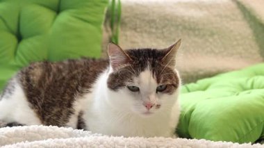 Kedi yastıkların arasında yumuşak bir battaniyenin üzerinde dinleniyor. Ev, evde kedi hayatı. Yeşil yastığın yanındaki evcil hayvan. Mutlu kedi kavramı. Özel bir cinsi olmayan kısa saçlı evcil kedi.