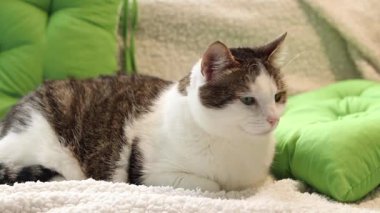 Kedi yastıkların arasında yumuşak bir battaniyenin üzerinde dinleniyor. Ev, evde kedi hayatı. Yeşil yastığın yanındaki evcil hayvan. Mutlu kedi kavramı. Özel bir cinsi olmayan kısa saçlı evcil kedi.