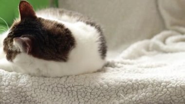 Kedi yastıkların arasında yumuşak bir battaniyenin üzerinde dinleniyor. Ev, evde kedi hayatı. Yeşil yastığın yanındaki evcil hayvan. Mutlu kedi kavramı. Özel bir cinsi olmayan kısa saçlı evcil kedi.