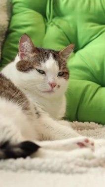 Kedi yastıkların arasında yumuşak bir battaniyenin üzerinde dinleniyor. Ev, evde kedi hayatı. Yeşil yastığın yanındaki evcil hayvan. Mutlu kedi kavramı. Özel bir cinsi olmayan kısa saçlı evcil kedi.