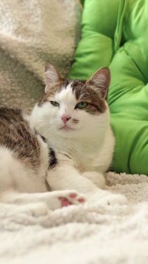 Kedi yastıkların arasında yumuşak bir battaniyenin üzerinde dinleniyor. Ev, evde kedi hayatı. Yeşil yastığın yanındaki evcil hayvan. Mutlu kedi kavramı. Özel bir cinsi olmayan kısa saçlı evcil kedi.