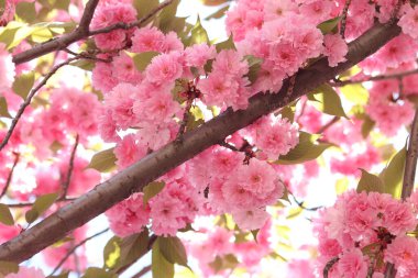 Sakura çiçekleri. Sakura dalları pembe çiçeklerle çiçek açıyor. Ağaç dallarındaki yemyeşil pembe çiçeklere yakın çekim. Doğa geçmişi. Bahar