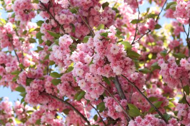 Sakura çiçekleri. Sakura dalları pembe çiçeklerle çiçek açıyor. Ağaç dallarındaki yemyeşil pembe çiçeklere yakın çekim. Doğa geçmişi. Bahar