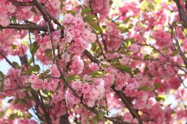 Sakura çiçekleri. Sakura dalları pembe çiçeklerle çiçek açıyor. Ağaç dallarındaki yemyeşil pembe çiçeklere yakın çekim. Doğa geçmişi. Bahar