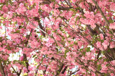 Sakura çiçekleri. Sakura dalları pembe çiçeklerle çiçek açıyor. Ağaç dallarındaki yemyeşil pembe çiçeklere yakın çekim. Doğa geçmişi. Bahar