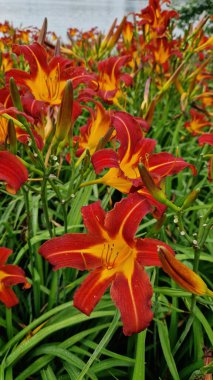 Zambaklar, çiçekler yakın plan. Turuncu çiçekler. Doğal arka plan. Parka dikilmiş bir sürü güzel parlak zambak çiçeği