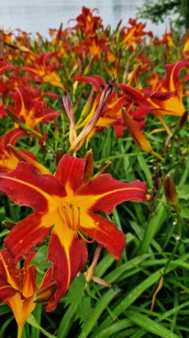 Zambaklar, çiçekler yakın plan. Turuncu çiçekler. Doğal arka plan. Parka dikilmiş bir sürü güzel parlak zambak çiçeği