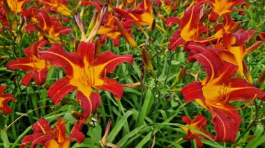 Zambaklar, çiçekler yakın plan. Turuncu çiçekler. Doğal arka plan. Parka dikilmiş bir sürü güzel parlak zambak çiçeği