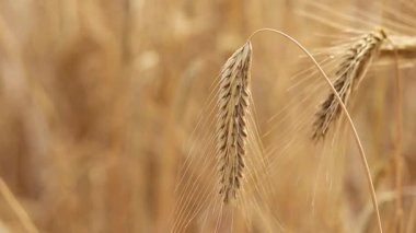 Çavdar kulağı yakın plan. Tarım kavramı. Seçici odaklı çavdar viskisi. Hasat konsepti. Tarım ürünleri tarlası. Çavdar kulağı yakın plan. Doğal arkaplan