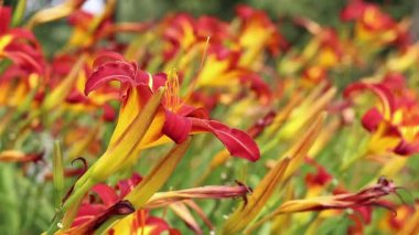 Turuncu zambaklar, yakın plan çiçekler. Sarı merkezli ve açıkça görülebilen turuncu çiçekler. Doğal arka plan. Parka ekilmiş bir sürü güzel parlak çiçekleri var. Bahçe