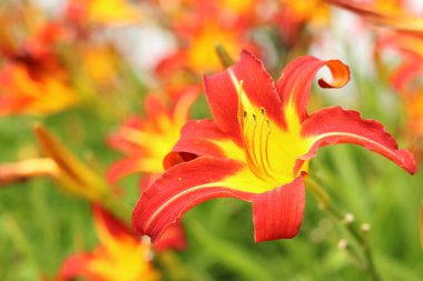 Turuncu zambaklar, yakın plan çiçekler. Sarı merkezli ve açıkça görülebilen turuncu çiçekler. Doğal arka plan. Parka ekilmiş bir sürü güzel parlak çiçekleri var. Bahçe