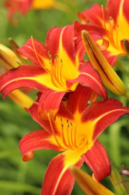 Turuncu zambaklar, yakın plan çiçekler. Sarı merkezli ve açıkça görülebilen turuncu çiçekler. Doğal arka plan. Parka ekilmiş bir sürü güzel parlak çiçekleri var. Bahçe