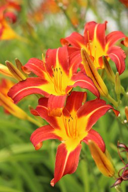 Turuncu zambaklar, yakın plan çiçekler. Sarı merkezli ve açıkça görülebilen turuncu çiçekler. Doğal arka plan. Parka ekilmiş bir sürü güzel parlak çiçekleri var. Bahçe