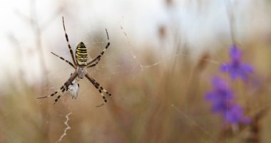Argiope bruennichi. Parlak bir örümcek bir tarlanın arka planına ağ örer. Çizgili, sarı-beyaz karnı olan bir örümcek, yakın plan. Örümceğin zehri zayıftır, insanlar için güvenlidir.