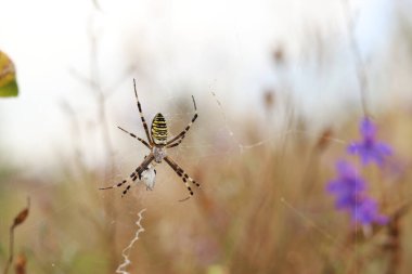 Argiope bruennichi. Parlak bir örümcek bir tarlanın arka planına ağ örer. Çizgili, sarı-beyaz karnı olan bir örümcek, yakın plan. Örümceğin zehri zayıftır, insanlar için güvenlidir.