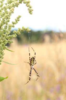 Argiope bruennichi. Parlak bir örümcek bir tarlanın arka planına ağ örer. Çizgili, sarı-beyaz karnı olan bir örümcek, yakın plan. Örümceğin zehri zayıftır, insanlar için güvenlidir.