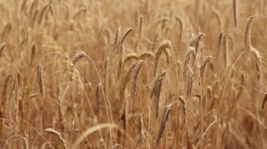 Tarlada çavdar viskisine yakın çekim. Tarım konsepti. Çavdar rüzgarda hafifçe sallanır. Dikenli dikenler seçici bir odak ile. Doğal arka plan. Tarım alanı. Olgun çavdar viskisi