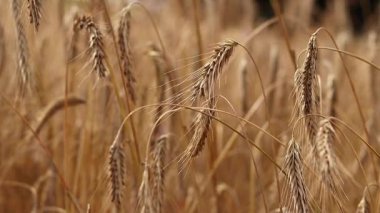 Tarlada çavdar viskisine yakın çekim. Tarım konsepti. Çavdar rüzgarda hafifçe sallanır. Dikenli dikenler seçici bir odak ile. Doğal arka plan. Tarım alanı. Olgun çavdar viskisi