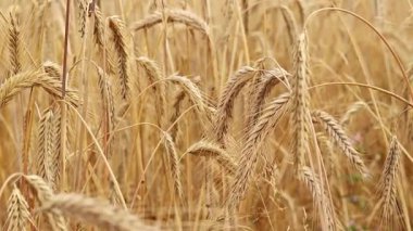 Tarlada çavdar viskisine yakın çekim. Tarım konsepti. Çavdar rüzgarda hafifçe sallanır. Dikenli dikenler seçici bir odak ile. Doğal arka plan. Tarım alanı. Olgun çavdar viskisi