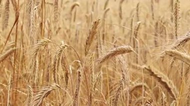 Tarlada çavdar viskisine yakın çekim. Tarım konsepti. Çavdar rüzgarda hafifçe sallanır. Dikenli dikenler seçici bir odak ile. Doğal arka plan. Tarım alanı. Olgun çavdar viskisi