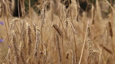 Tarlada çavdar viskisine yakın çekim. Tarım konsepti. Çavdar rüzgarda hafifçe sallanır. Dikenli dikenler seçici bir odak ile. Doğal arka plan. Tarım alanı. Olgun çavdar viskisi