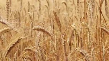 Tarlada çavdar viskisine yakın çekim. Tarım konsepti. Çavdar rüzgarda hafifçe sallanır. Dikenli dikenler seçici bir odak ile. Doğal arka plan. Tarım alanı. Olgun çavdar viskisi