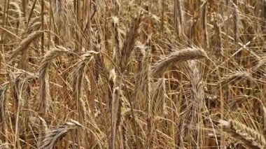Tarlada çavdar viskisine yakın çekim. Tarım konsepti. Çavdar rüzgarda hafifçe sallanır. Dikenli dikenler seçici bir odak ile. Doğal arka plan. Tarım alanı. Olgun çavdar viskisi