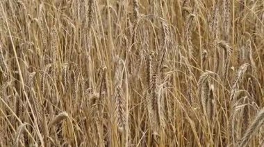 Tarlada çavdar viskisine yakın çekim. Tarım konsepti. Çavdar rüzgarda hafifçe sallanır. Dikenli dikenler seçici bir odak ile. Doğal arka plan. Tarım alanı. Olgun çavdar viskisi