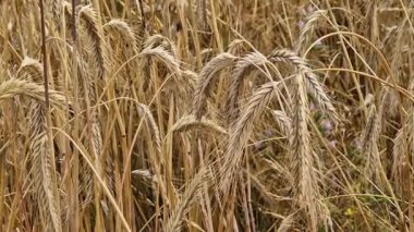 Tarlada çavdar viskisine yakın çekim. Tarım konsepti. Çavdar rüzgarda hafifçe sallanır. Dikenli dikenler seçici bir odak ile. Doğal arka plan. Tarım alanı. Olgun çavdar viskisi