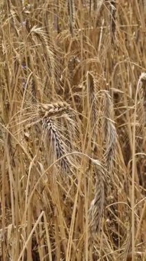 Tarlada çavdar viskisine yakın çekim. Tarım konsepti. Çavdar rüzgarda hafifçe sallanır. Dikenli dikenler seçici bir odak ile. Doğal arka plan. Tarım alanı. Olgun çavdar viskisi